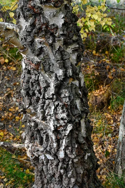 Rough Birch Bark Old Tree Trunk Kumla Sweden October 2022 — Stock Photo, Image