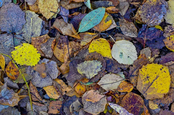 Close Chão Cheio Outono Folhas Coloridas Suécia Outubro 2022 — Fotografia de Stock
