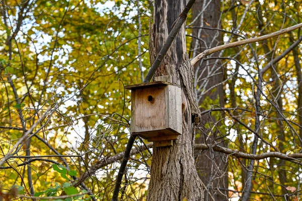 Uccello Casa Sul Tronco Albero Nella Foresta Kumla Svezia Ottobre — Foto Stock