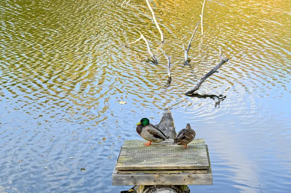 Par Ánades Reales Pequeño Embarcadero Tronco Del Árbol Kumla Suecia —  Fotos de Stock