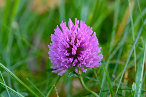 Aproape Floare Litte Violet Iarbă Kumla Suedia Octombrie 2022 — Fotografie, imagine de stoc