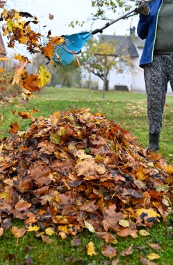 22 Ekim 2022 'de arka bahçede düşen yaprakları tırmıklamak.
