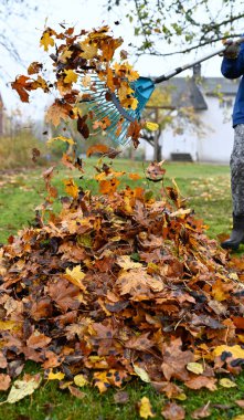 22 Ekim 2022 'de arka bahçede düşen yaprakları tırmıklamak.