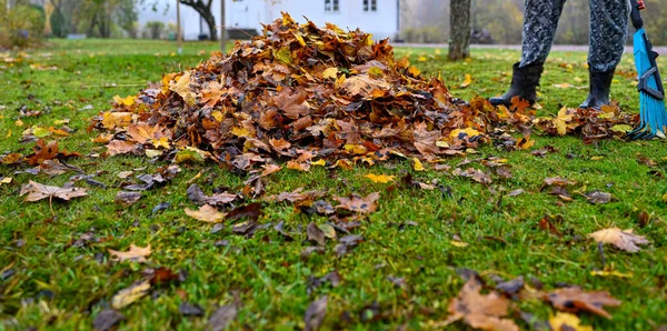 Raking Caído Folhas Jardim Volta Outubro 2022 Kumla Suécia — Fotografia de Stock