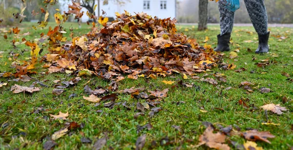 Raking Caído Folhas Jardim Volta Outubro 2022 Kumla Suécia — Fotografia de Stock