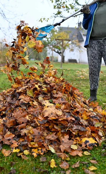 Raking Fallen Leaves Back Garden October 2022 Kumla Sweden — Stock Photo, Image