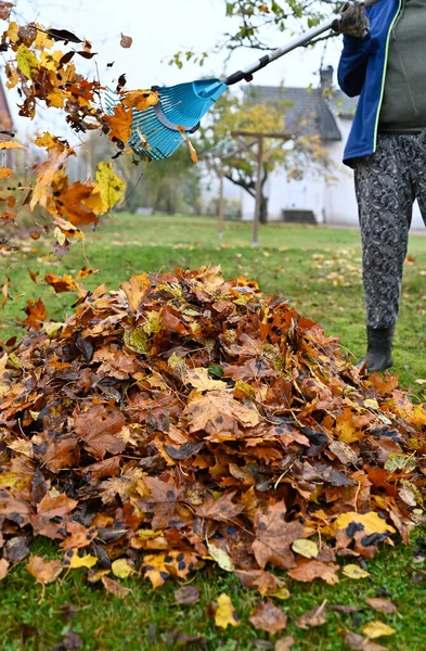 Raking Fallen Leaves Back Garden October 2022 Kumla Sweden — Stock Photo, Image