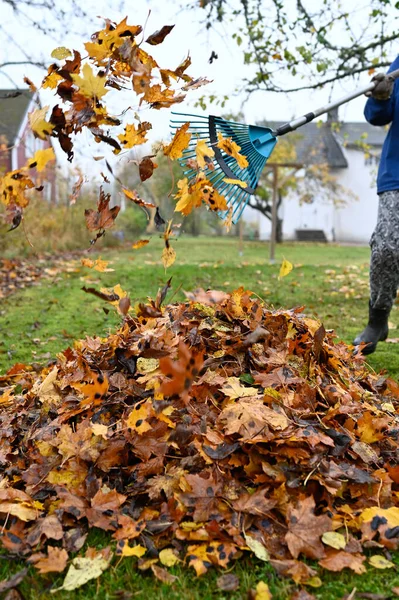 Raking Caído Folhas Jardim Volta Outubro 2022 Kumla Suécia — Fotografia de Stock