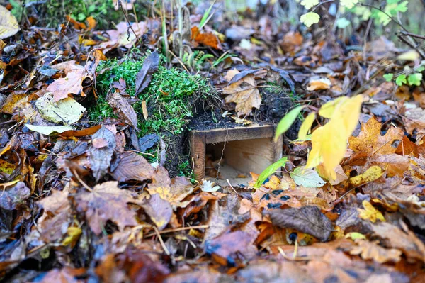 정원에 나뭇잎으로 고슴도치 의집을 지었다 — 스톡 사진