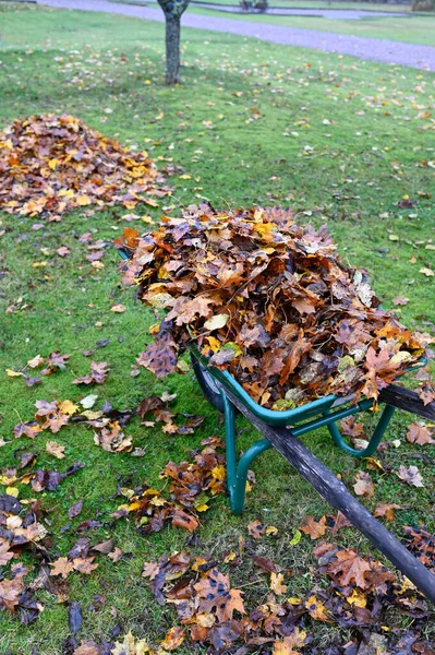 Brouette Pleine Feuilles Automne Debout Dans Jardin Kumla Suède Octobre — Photo