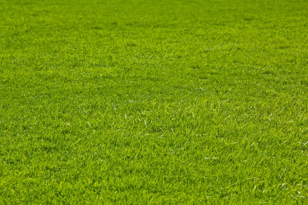Groene gazon gras voor golf, textuur — Stockfoto