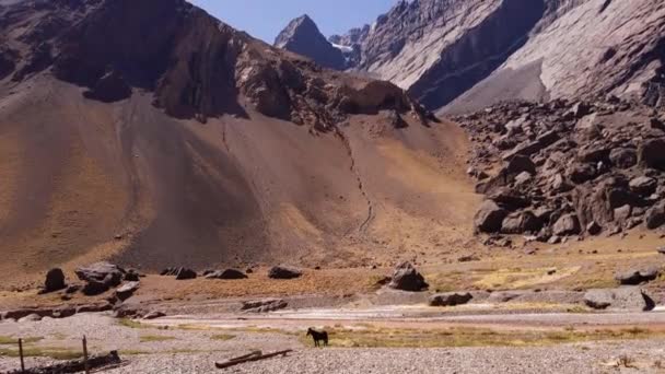 アルゼンチンのメンドーサ州ラスベガスのアンデス山脈近くのロンリーホース 4K解像度 — ストック動画