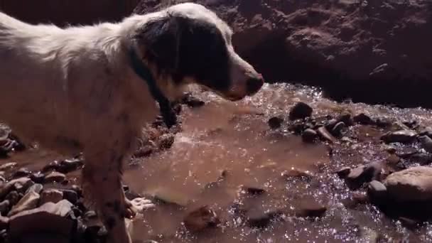 Hund Som Drikker Vann Fra Breddene Fjellstrøm Ved Las Cuevas – stockvideo