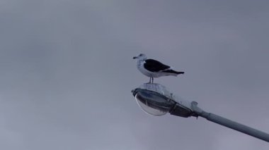 Martı Mar del Plata, Arjantin 'de bir lamba direğinde. Kapat..  