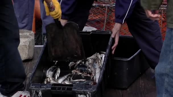 Ψαράς Κοπής Ψαριών Για Δόλωμα Φτυάρι Αλιευτικό Σκάφος Στο Λιμάνι — Αρχείο Βίντεο