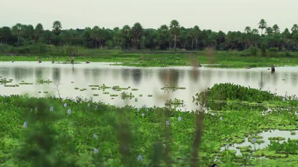 Chaco Wetlands Chaco Argentinië Zuid Amerika Resolutie — Stockvideo