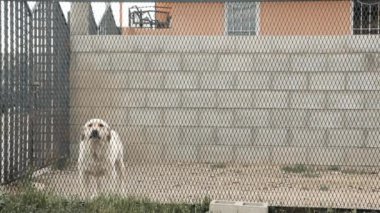 Beyaz Labrador Köpeği Çit 'in arkasında havlıyor.. 