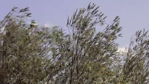 Drzewo Pozostawia Falujące Wietrze Przeciwko Błękitnemu Niebu — Wideo stockowe