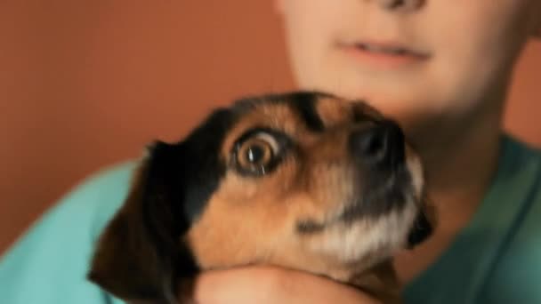 Мальчик Держит Собаку Закрытие — стоковое видео