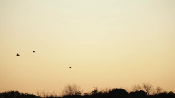 Grupo Pássaros Voando Para Horizonte Pôr Sol — Vídeo de Stock