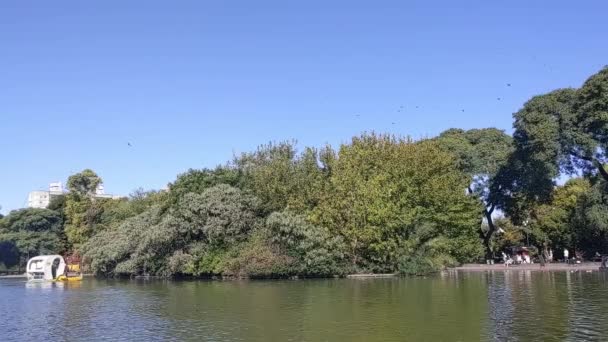 Gregge Birds Nel Parque Centenario Parco Pubblico Nel Quartiere Caballito — Video Stock