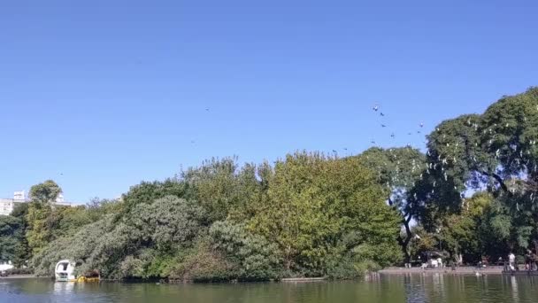 Lintuparvi Parque Centenariossa Yleinen Puisto Caballiton Alueella Buenos Airesissa Argentiinassa — kuvapankkivideo