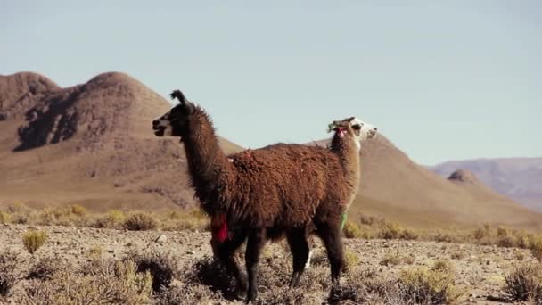 Two Llamas Argentine Altiplano Highlands Salinas Grandes Salt Flats Jujuy — ストック動画