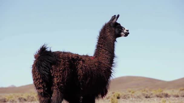 Een Lama Argentijnse Altiplano Hooglanden Nabij Salinas Grandes Salt Flats — Stockvideo