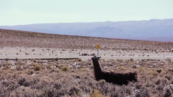 Llama Sitting Road Província Jujuy Argentina América Sul Resolução — Vídeo de Stock