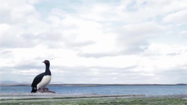 Güney Atlantik 'teki Falkland Adaları' nın (Islas Malvinas) kıyısındaki Macellan Karabatakları (Leucocarbo magellanicus) olarak da bilinir. 4K Çözünürlüğü.