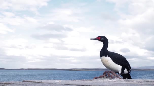 Rock Shag Znany Również Jako Magellanic Cormorant Leucocarbo Magellanicus Wybrzeżu — Wideo stockowe