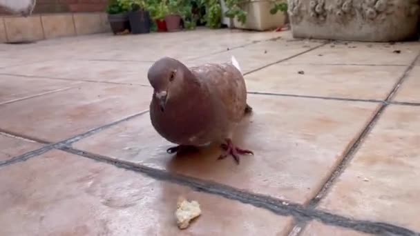 Pigeon Eating Bread Terrace House Buenos Aires Argentina Close Resolution — Stockvideo