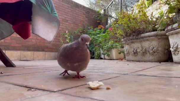 Ένα Περιστέρι Που Τρώει Ψωμί Στη Βεράντα Ενός Σπιτιού Στο — Αρχείο Βίντεο