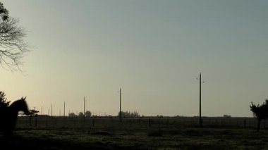 Arjantin 'in Buenos Aires eyaletinin kırsalında Sunset' te ata binen genç çocuk.. 