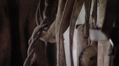 Bridles ve Straps, Arjantin 'de bir ahırın içindeki duvardan sarkıyor. Kapat.. 