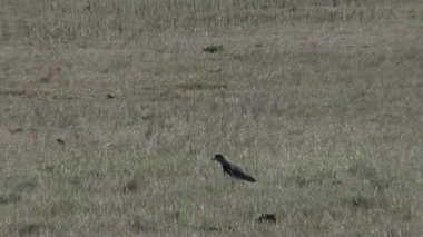 Grassy Field 'da yiyecek arayan küçük kuş, Buenos Aires, Arjantin.  