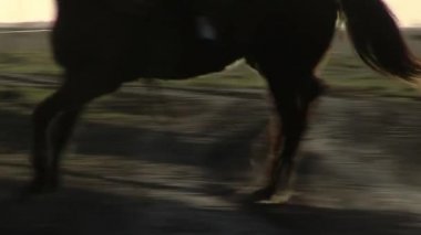 Low Angle View of the Legs of a Horse Trotting in Rural Field.  