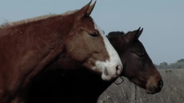 Zwei Pferde Auf Einem Feld Argentinien Nahaufnahme — Stockvideo