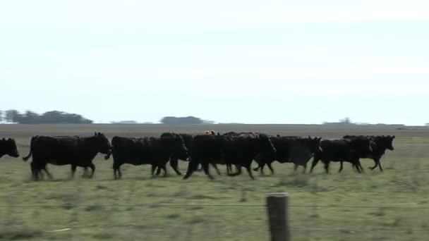 Mustering Cattle Buenos Aires Province Argentina — Αρχείο Βίντεο