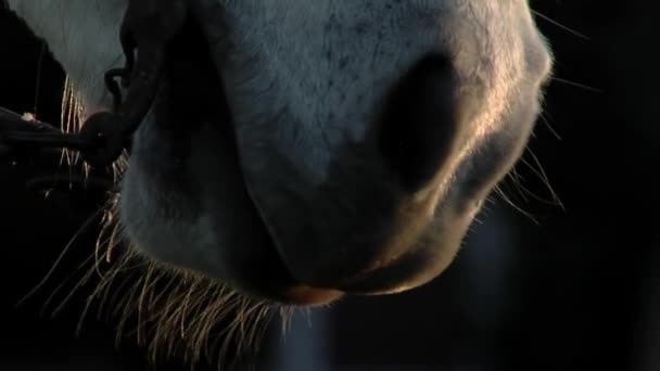 Horse Wearing Bridle Its Muzzle Close — Vídeo de stock
