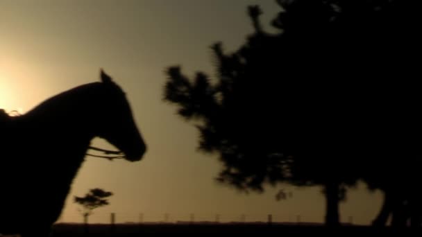 Young Boy Riding Horse Sunset Countryside Buenos Aires Province Argentina — Video Stock