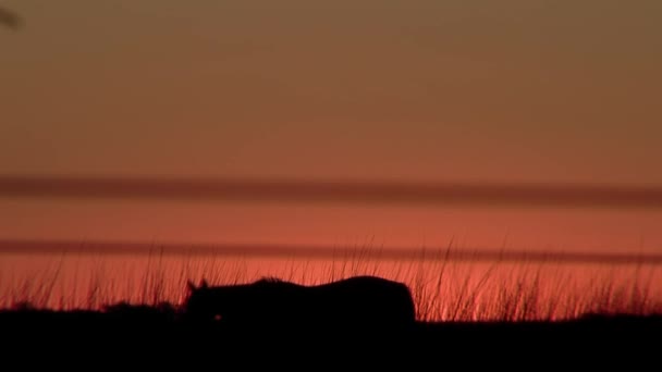 Horse Grazing Orange Sky Sunset — Wideo stockowe