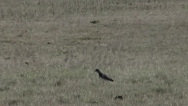 Small Bird Grassy Field Looking Food Buenos Aires Province Argentina — Video Stock