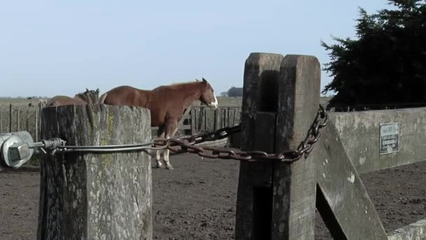 Horses Fence Countryside Argentina — Stockvideo