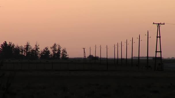 Electricity Poles Rural Landscape Sunset Buenos Aires Province Argentina — Stock video