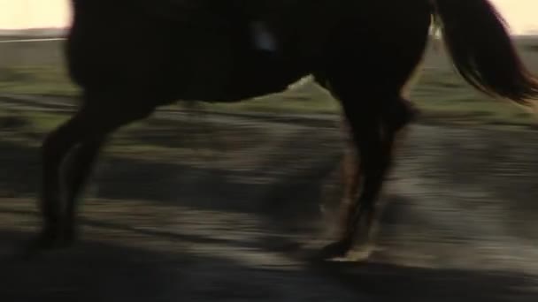 Low Angle View Legs Horse Trotting Rural Field — Wideo stockowe