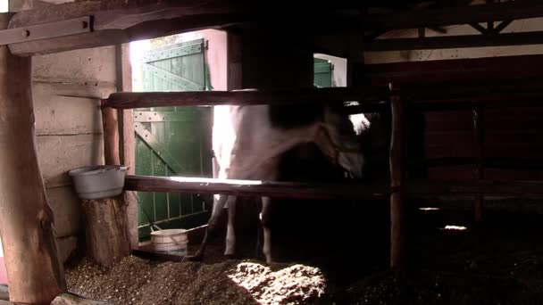 Dva Koně Farmě Stáji — Stock video
