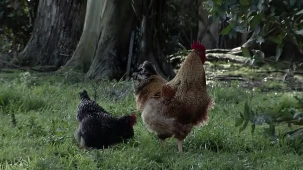 Free Range Chickens Poultry Farm Argentina — Stok video