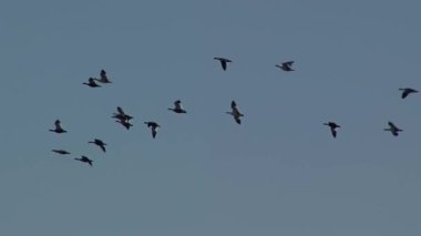 Migrating Flock of Birds Flying Against Blue Sky during Migration. 