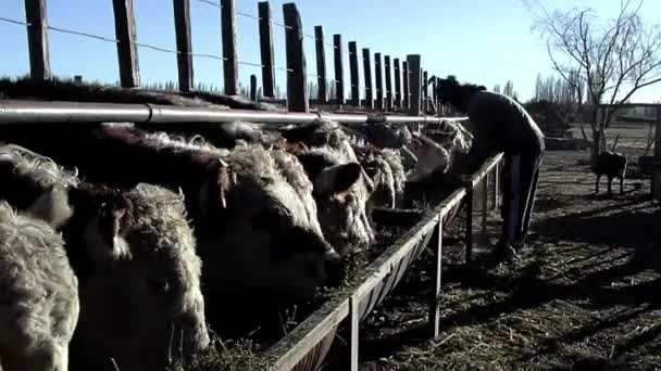 Cattle Feed Lot Chubut Argentina — Stock video